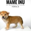 Mame Inu for Sale in Malaysia
