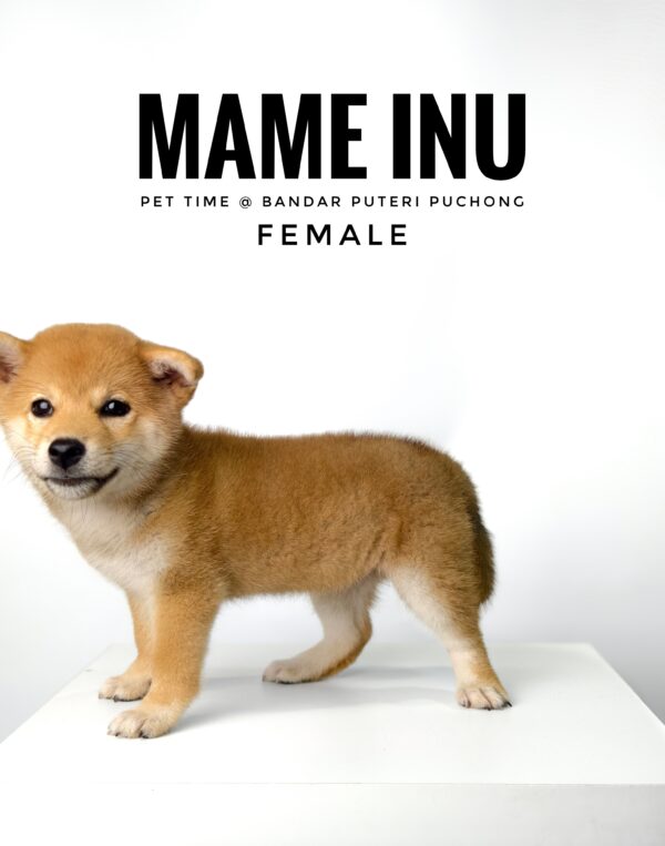 Mame Inu for Sale in Malaysia