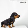 Dachshund for Sale in Malaysia