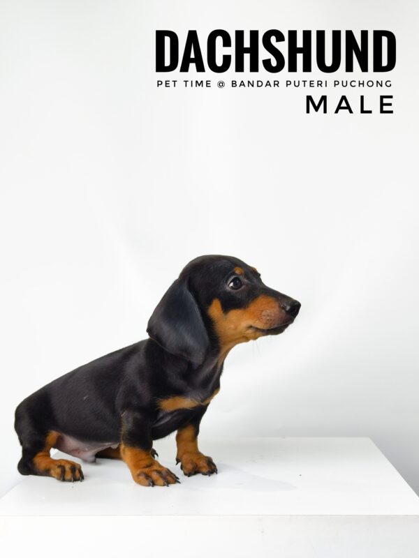 Dachshund for Sale in Malaysia