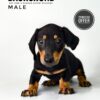 Dachshund for Sale in Malaysia