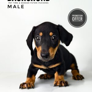 Dachshund for Sale in Malaysia