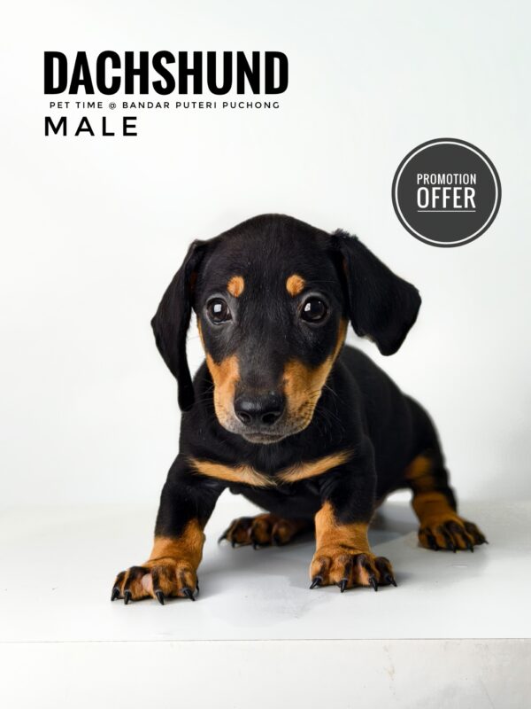 Dachshund for Sale in Malaysia