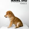 Mame Inu for Sale in Malaysia