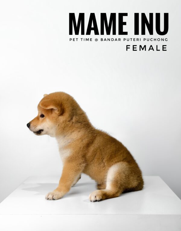 Mame Inu for Sale in Malaysia