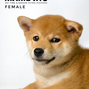 Mame Inu for Sale in Malaysia