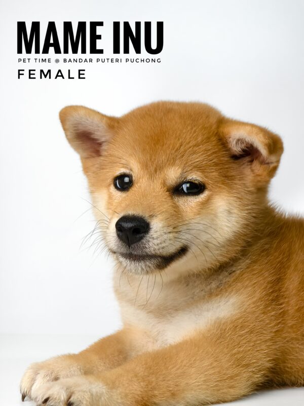 Mame Inu for Sale in Malaysia