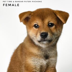 Mame Inu for Sale in Malaysia