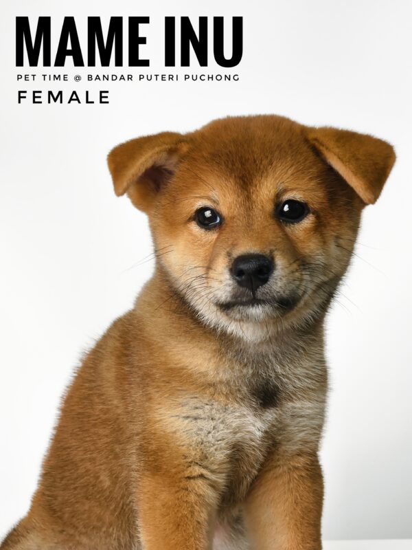 Mame Inu for Sale in Malaysia