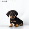 Dachshund for Sale in Malaysia