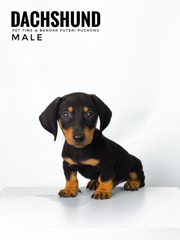 Dachshund for Sale in Malaysia