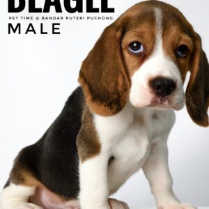 Pet shop sell Dachshund