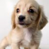 Pet shop sell Dachshund