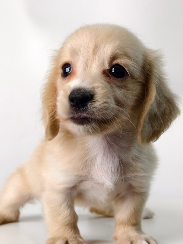 Pet shop sell Dachshund