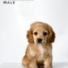 Pet shop sell american cockapoo
