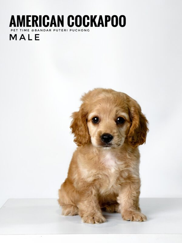 Pet shop sell american cockapoo