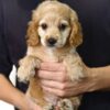 Pet shop sell american cockapoo
