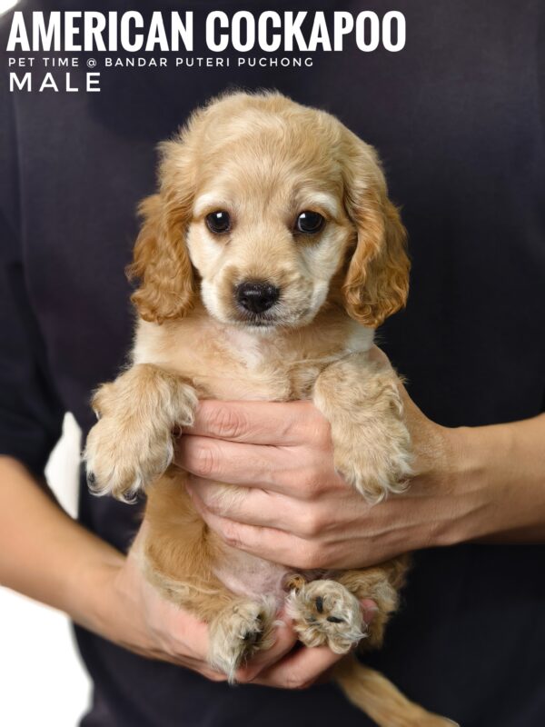 Pet shop sell american cockapoo
