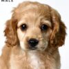 Pet shop sell american cockapoo