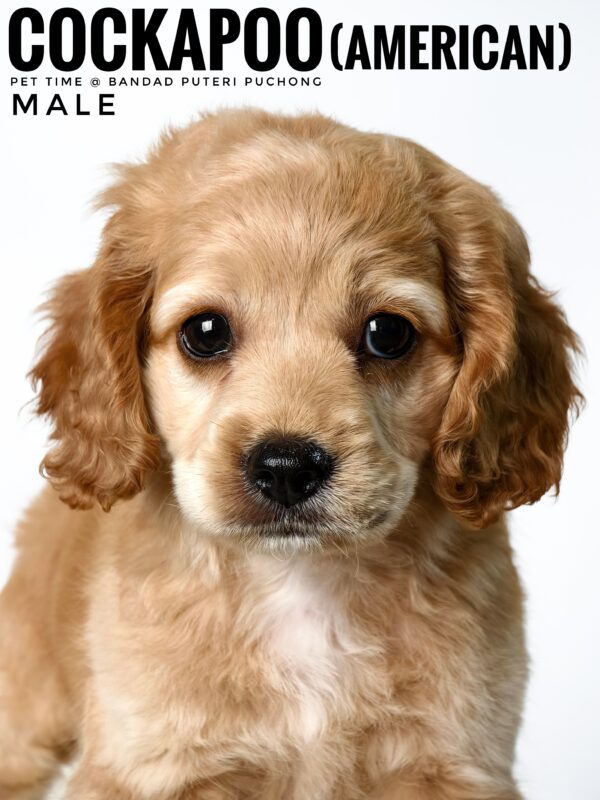 Pet shop sell american cockapoo
