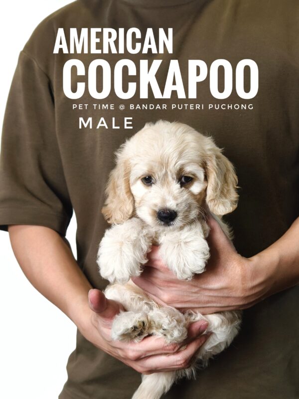 Pet shop sell american cockapoo
