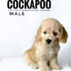 Pet shop sell american cockapoo