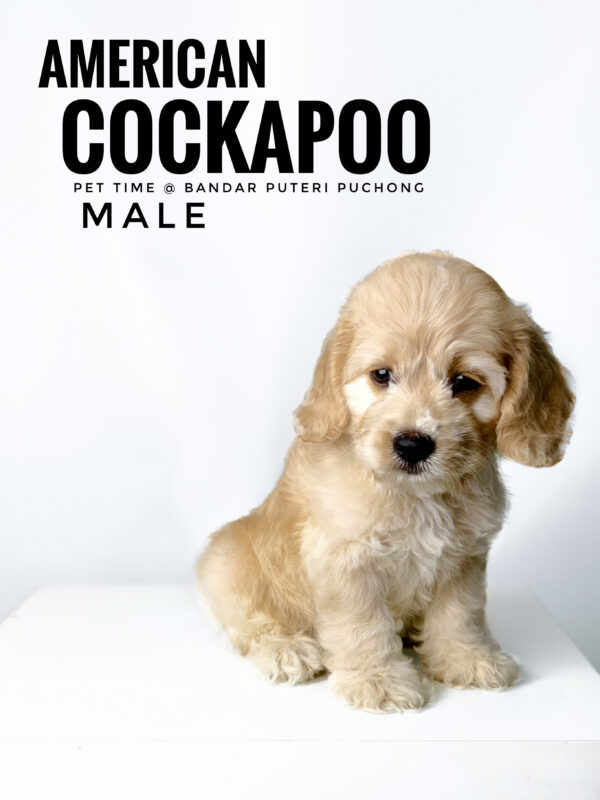 Pet shop sell american cockapoo