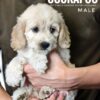 Pet shop sell american cockapoo