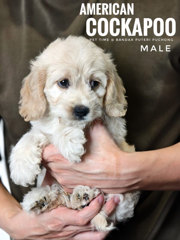Pet shop sell american cockapoo