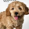 Pet shop sell american cockapoo