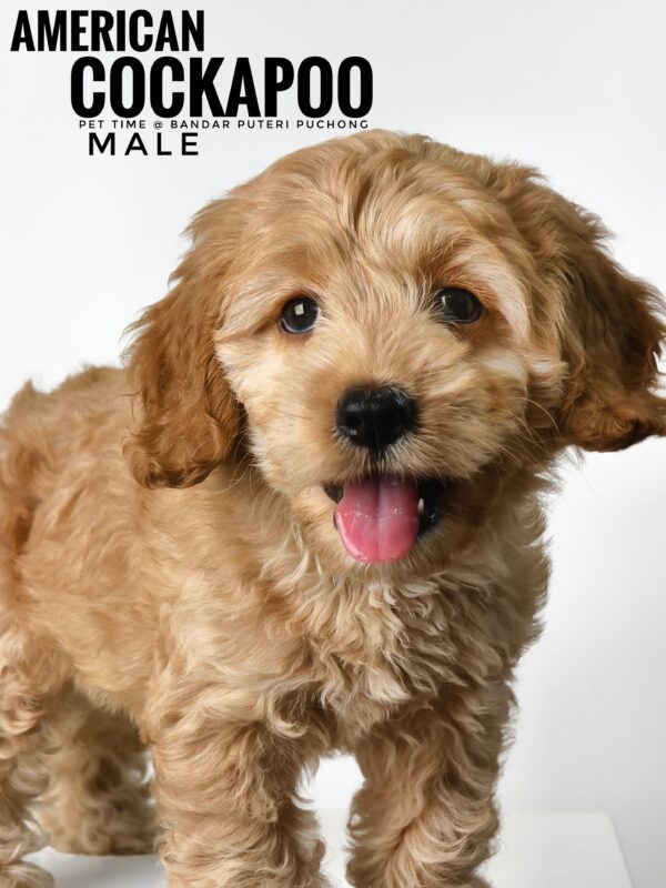 Pet shop sell american cockapoo