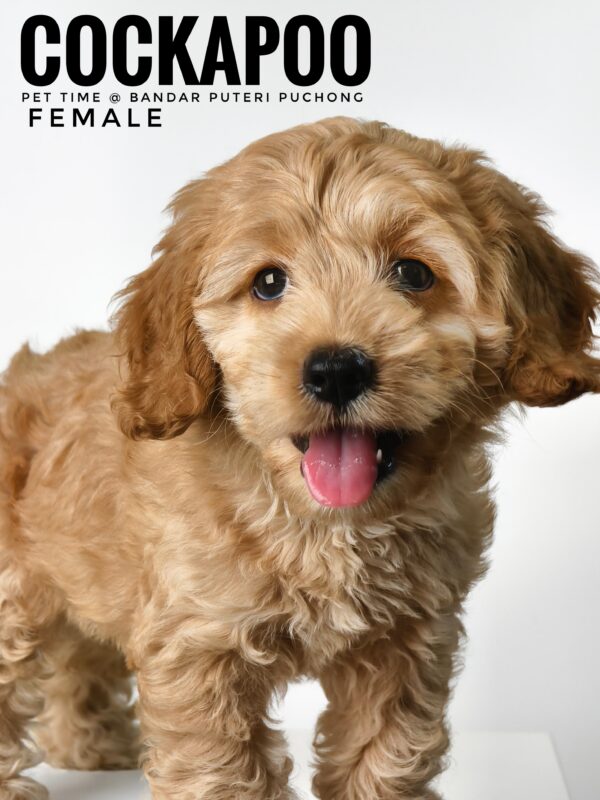 Pet shop sell american cockapoo