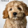 Pet shop sell american cockapoo