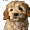 Pet shop sell american cockapoo