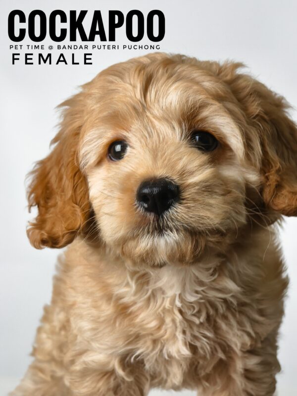 Pet shop sell american cockapoo