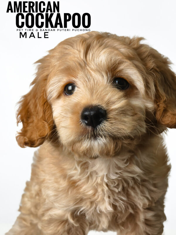 Pet shop sell american cockapoo
