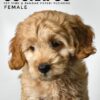 Pet shop sell american cockapoo