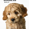 Pet shop sell american cockapoo