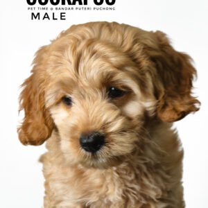 Pet shop sell american cockapoo