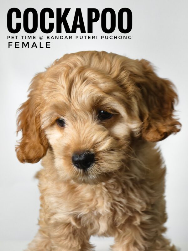Pet shop sell american cockapoo