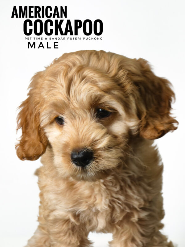 Pet shop sell american cockapoo