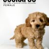 Pet shop sell american cockapoo