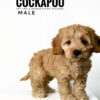 Pet shop sell american cockapoo