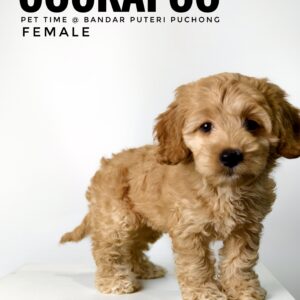 Pet shop sell american cockapoo