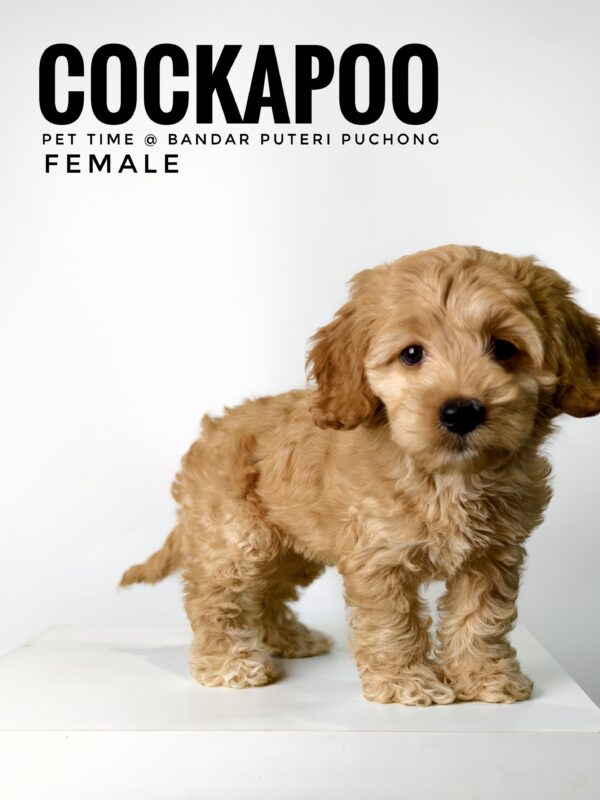 Pet shop sell american cockapoo