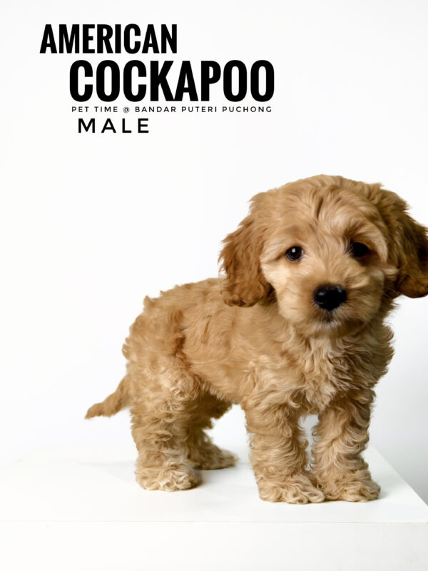 Pet shop sell american cockapoo