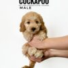 Pet shop sell american cockapoo