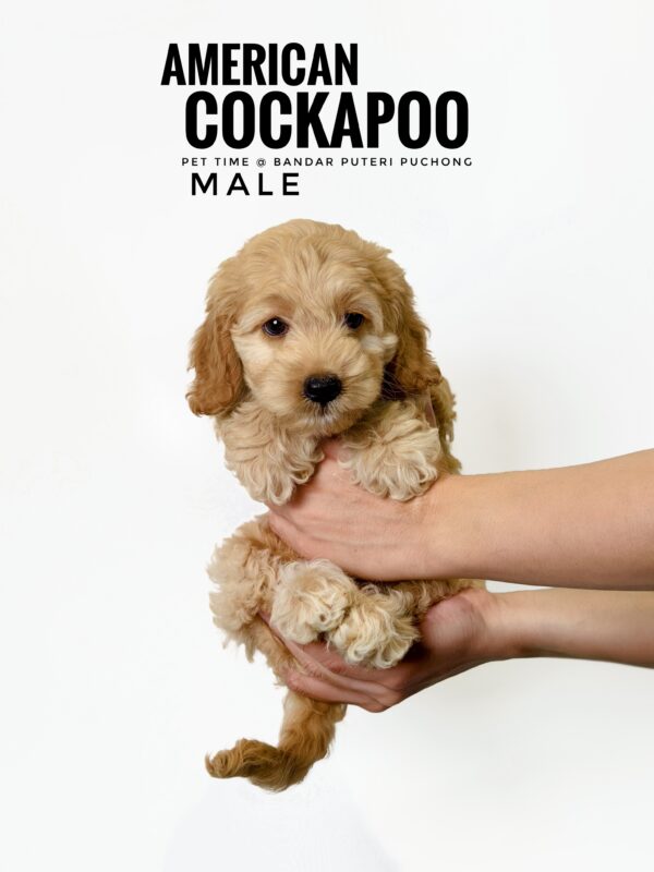 Pet shop sell american cockapoo