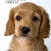 Pet shop sell american cockapoo