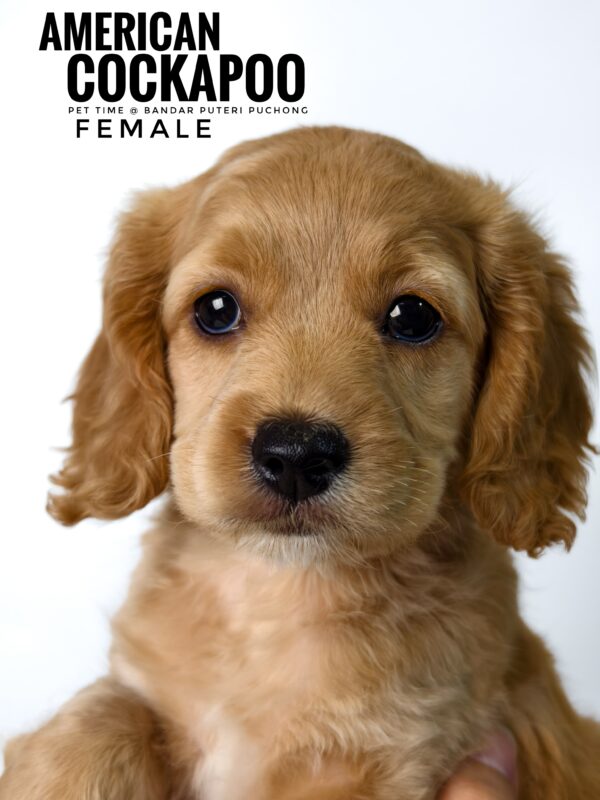 Pet shop sell american cockapoo